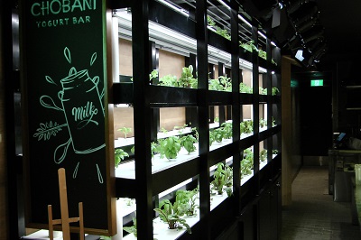 Green Wall of living herbs